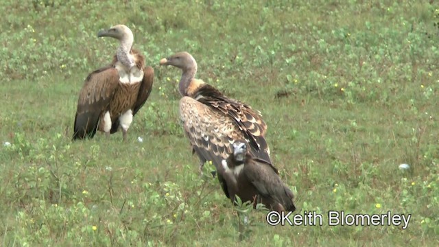 Rüppell's Griffon - ML201006081