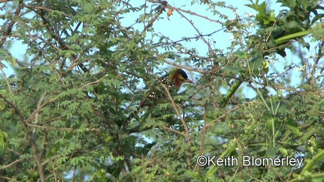 ホオアカオナガゴシキドリ - ML201006111