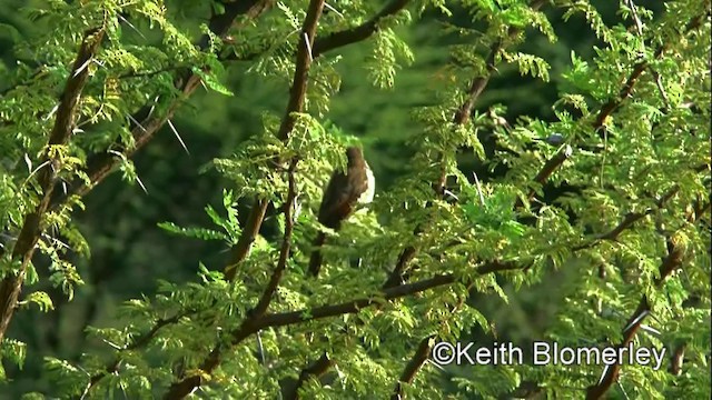 Spotted Morning-Thrush - ML201006191