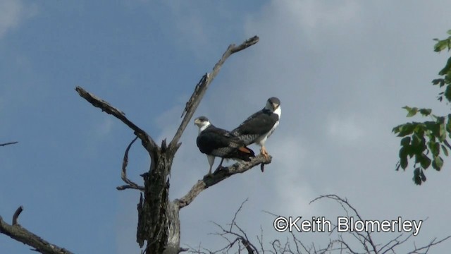 Канюк-авгур - ML201006251