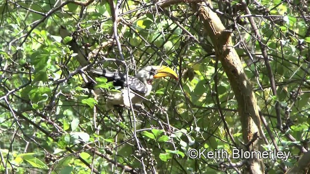 Eastern Yellow-billed Hornbill - ML201006261