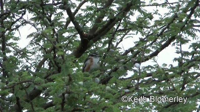 ťuhýkovec africký - ML201006301