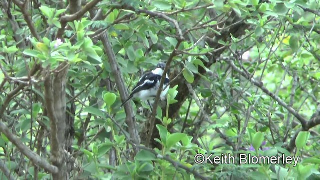 コビトセワタビタキ - ML201006321