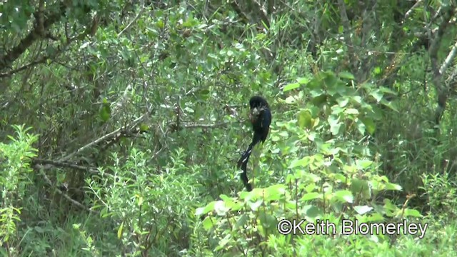 Black-billed Woodhoopoe - ML201006331