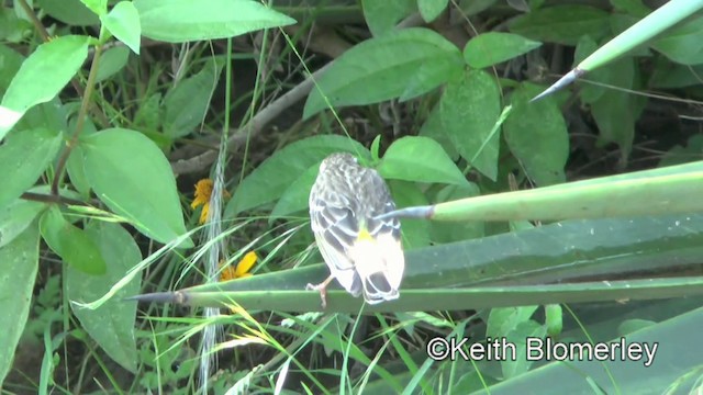 Reichenow's Seedeater - ML201006341