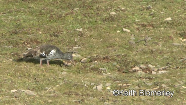 ibis etiopský - ML201006381