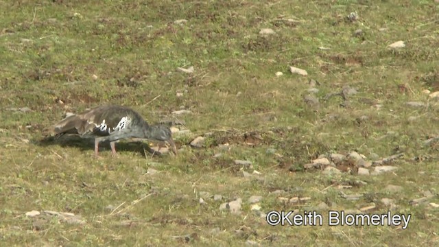 Wattled Ibis - ML201006381