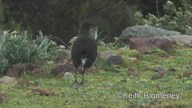 Rouget's Rail - ML201006391