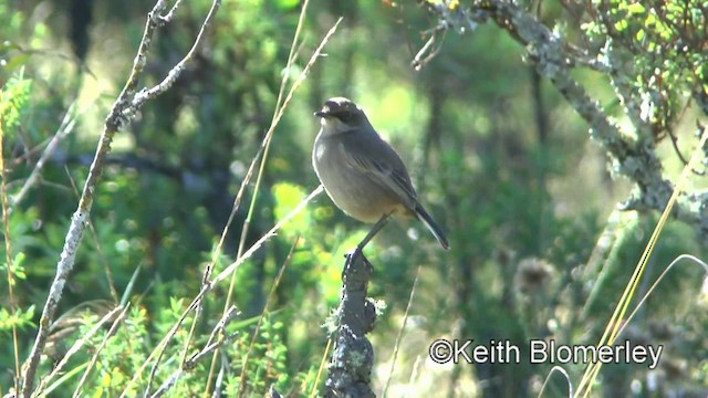 Moorland Chat (Abyssinian) - ML201006401