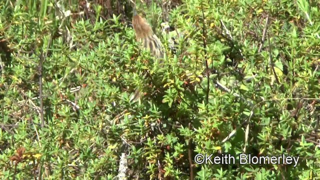 Ethiopian Cisticola - ML201006411