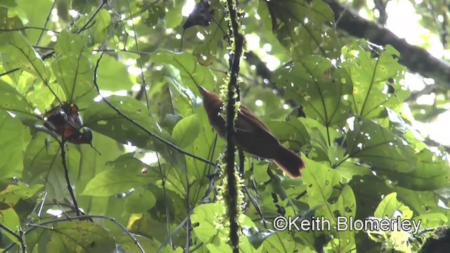 Rufous Mourner - ML201006471