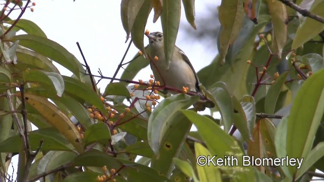 Bay-breasted Warbler - ML201006501