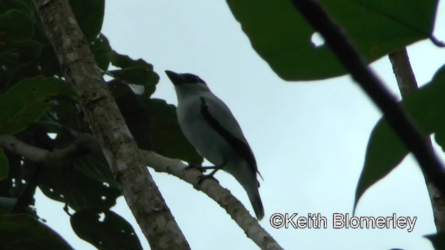 Black-crowned Tityra - ML201006511