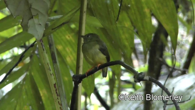 White-collared Manakin - ML201006531