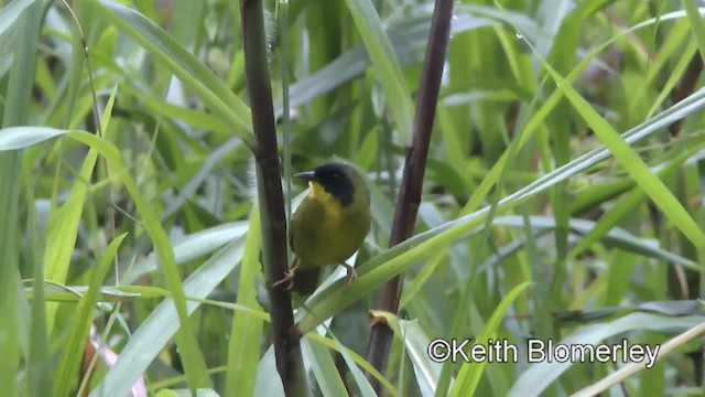 オリーブズキンカオグロムシクイ（bairdi） - ML201006561