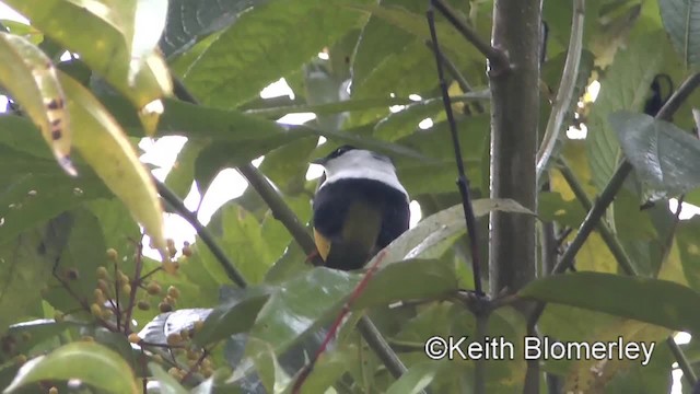 White-collared Manakin - ML201006571