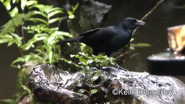 Melodious Blackbird - ML201006611