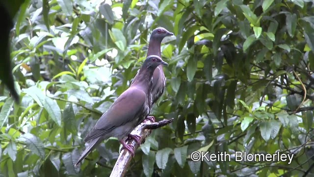 Pigeon rousset - ML201006641