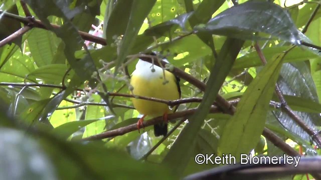 White-collared Manakin - ML201006651