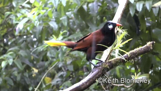 Montezuma Oropendola - ML201006661