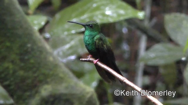 Colibrí Patirrojo - ML201006681