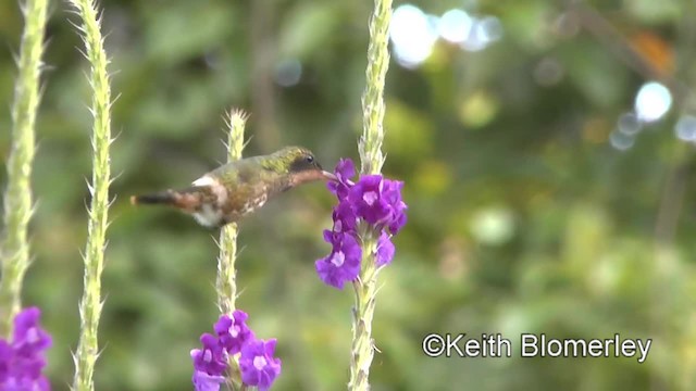 クロツノユウジョハチドリ - ML201006691