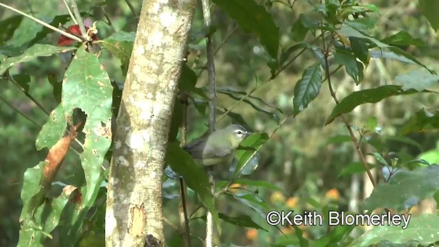 Philadelphia Vireo - ML201006711