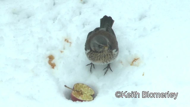 Fieldfare - ML201006721