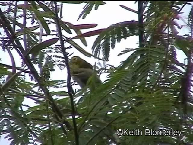 Green White-eye - ML201006731