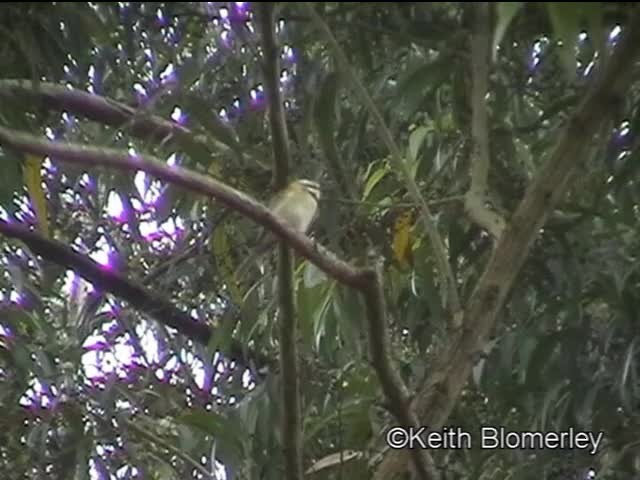 White-throated Bee-eater - ML201006741