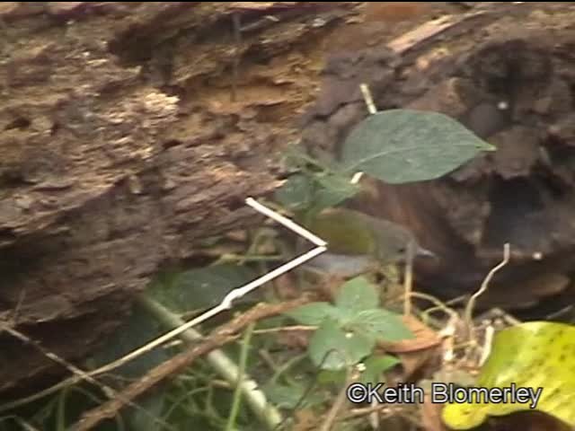 Green-backed Camaroptera (Gray-backed) - ML201006761