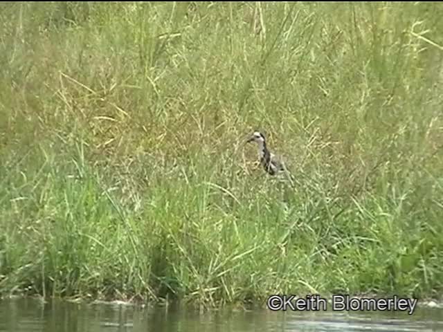 Long-toed Lapwing - ML201006771