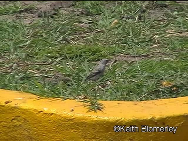 White-rumped Seedeater - ML201006791