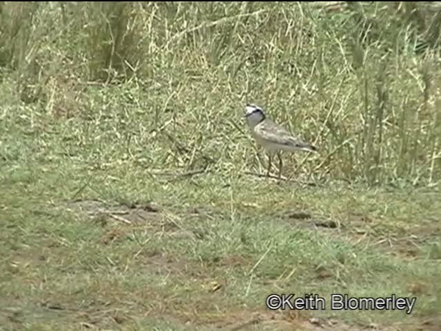 Kittlitz's Plover - ML201006811