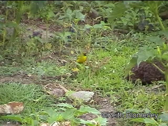 Serin d'Abyssinie - ML201006871