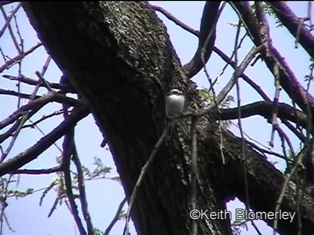 Western Black-headed Batis - ML201006901