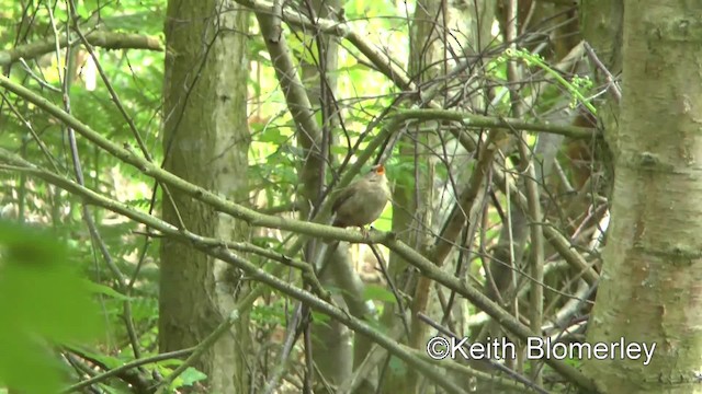 Eurasian Wren (British) - ML201006981