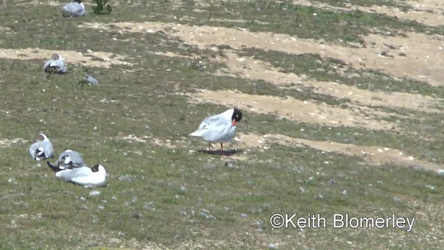 Mediterranean Gull - ML201007011