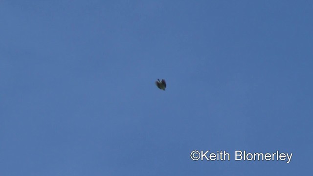 Wood Lark - ML201007021