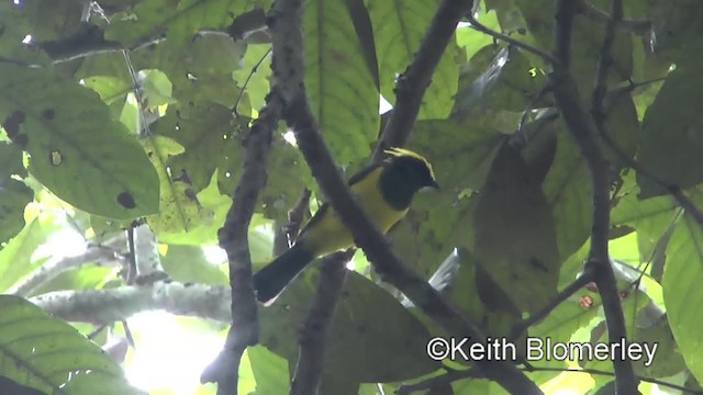 Sultan Tit (Yellow-crested) - ML201007071