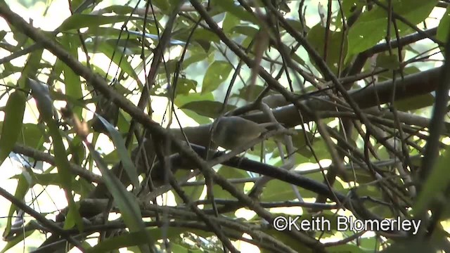 David's Fulvetta - ML201007121