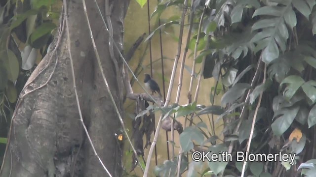 Japanese Thrush - ML201007161