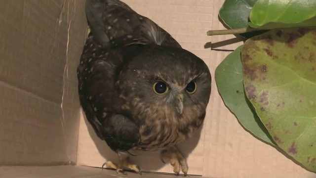 Morepork - ML201007291