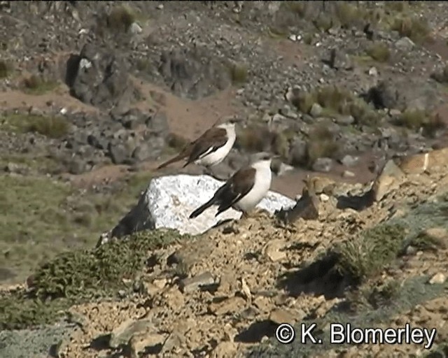 White-bellied Cinclodes - ML201007521