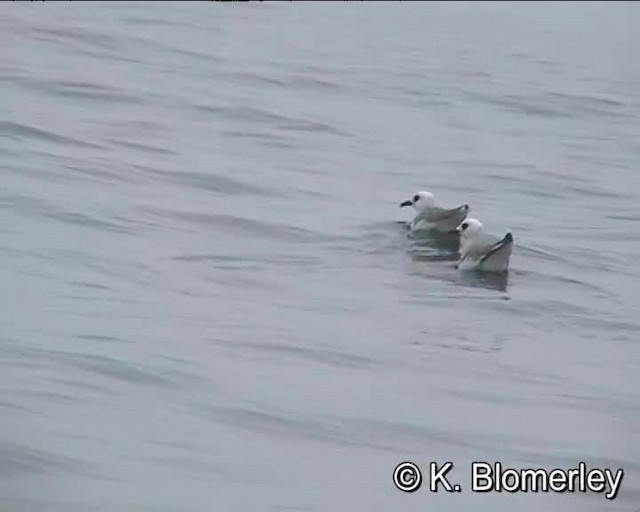 Swallow-tailed Gull - ML201007541