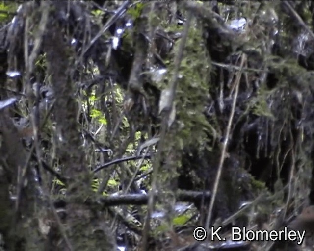 Chestnut Antpitta - ML201007581