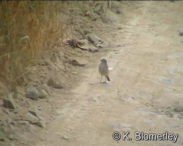 Spot-billed Ground-Tyrant - ML201007651