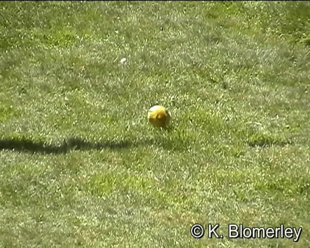 Bright-rumped Yellow-Finch - ML201007721