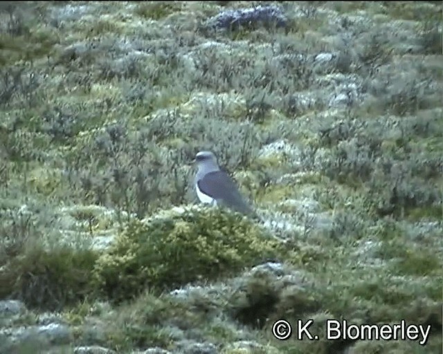 Andean Lapwing - ML201007751