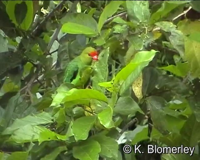 Black-winged Lovebird - ML201007771